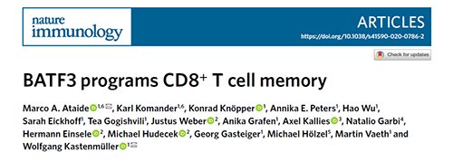 Nature：BATF3改善T细胞记忆应答，有望改善免疫疗法的疗效