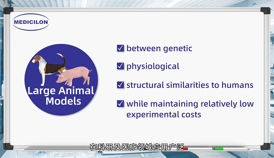 大型动物模型： 各种疾病研究的必要工具