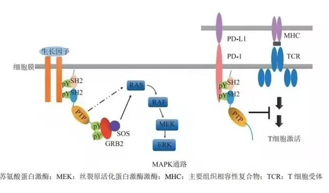 晚期恶性肿瘤患者的福音，SHP2变构抑制剂RG001片获批临床.png