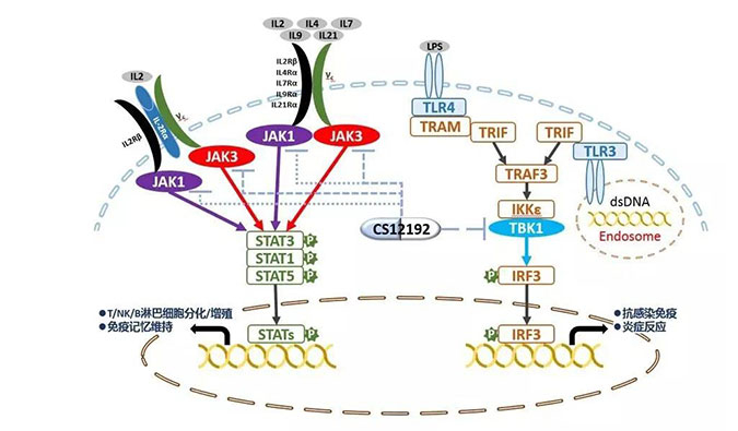 自身免疫疾病或迎新疗法！南宫NG·28助力微芯生物CS12192获批FDA