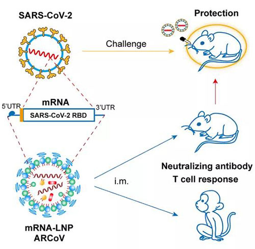 脂质纳米颗粒mRNA疫苗-(mRNA-LNP).jpg