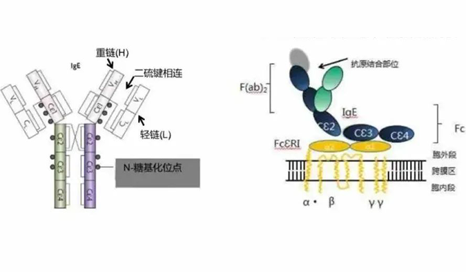 南宫NG·28助力 | 济民可信lgE抗体药物JYB1904获批临床