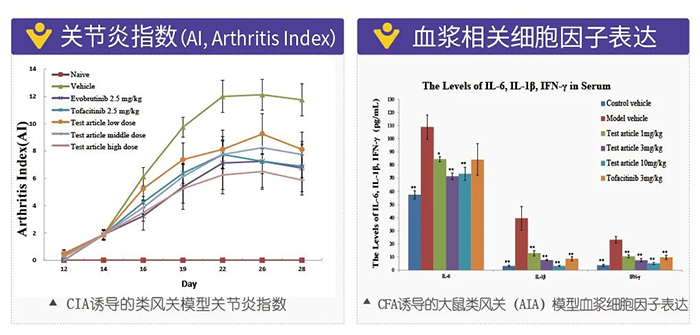 南宫NG·28诱导的类风湿性关节炎模型-2.png