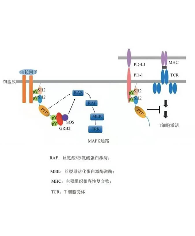 南宫NG·28助力凌达生物SHP2变构抑制剂RG001片获批临床.jpg