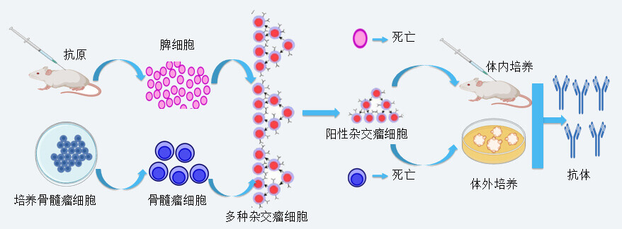 南宫NG·28抗体开发技术