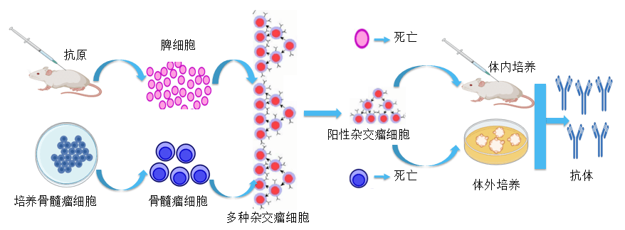 南宫NG·28抗体开发平台.png