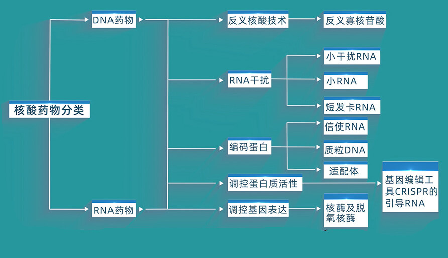 核酸药物的分类有哪些？