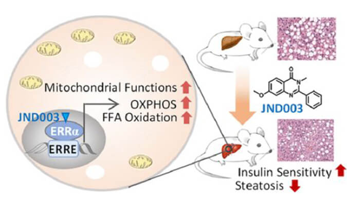 JND003是一种新型选择性ERRα激动剂，可缓解非酒精性脂肪肝和胰岛素抵抗，PK和组织分布测定通过南宫NG·28进行