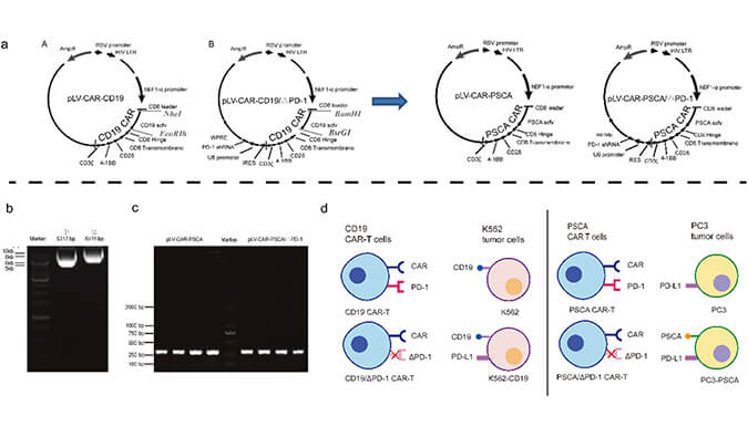 CAR-T疗法主要针对白血病与恶性淋巴瘤，此研究中构建沉默PD-1的shRNA载体质粒，测序后质粒的鉴定通过南宫NG·28进行