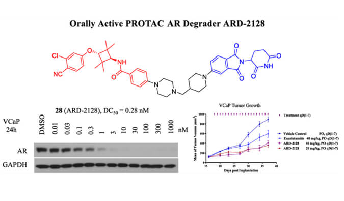 ARD-2128是一种PROTAC AR降解剂，具有出色的血浆和微粒体稳定性，体外稳定性和PK研究通过南宫NG·28进行