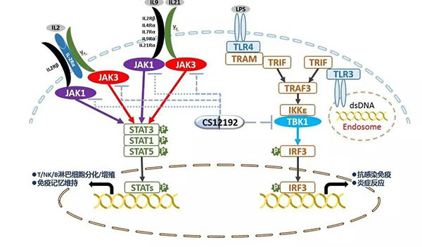 自身免疫疾病或迎新疗法！南宫NG·28助力微芯生物CS12192获批FDA.jpg