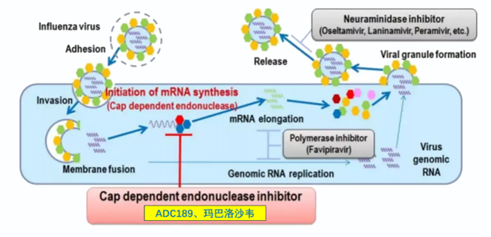 南宫NG·28祝贺 | 可愈可及！成人青少年甲型乙型流感！安帝康生物一粒治愈流感新药玛氘诺沙韦——III期研究成功